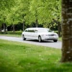 White stretch limousine on tree-lined road