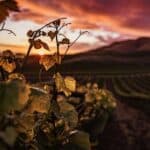 sip in style on a tour of the best wineries in nyc