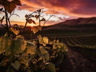 sip in style on a tour of the best wineries in nyc