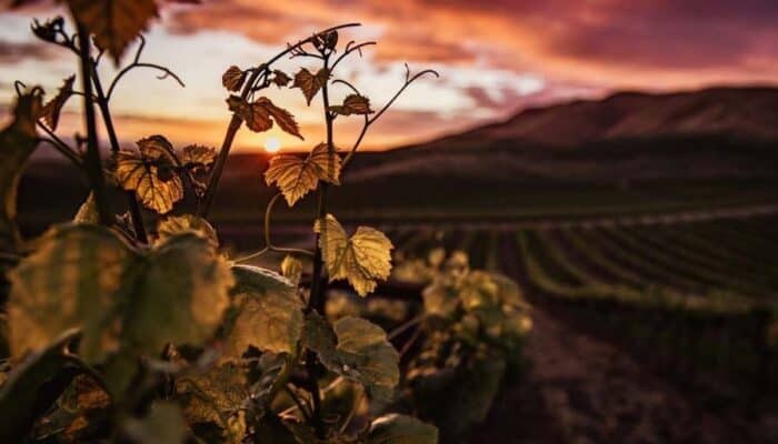 sip in style on a tour of the best wineries in nyc