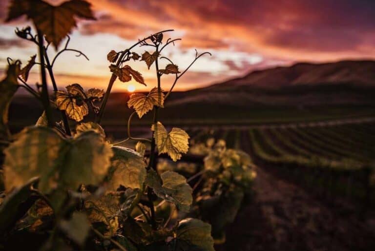 sip in style on a tour of the best wineries in nyc