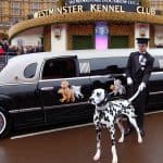 Dalmatian with chauffeur at Westminster Kennel Club event
